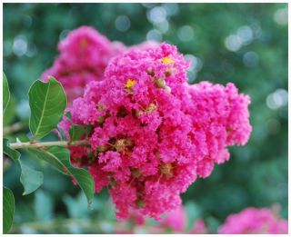 Crape Myrtle Seeds   Beautiful Flowering Shrub / Tree   Dwarf Hot Pink 