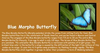 Blue Morpho Butterfly Choco Egg Animal Mini Figure Model Japan Gift 
