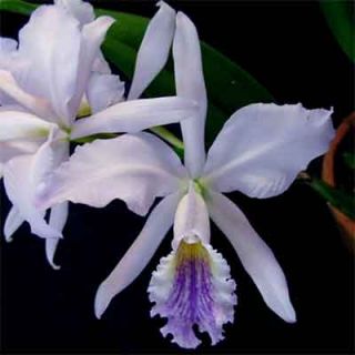   mossiae Herrera Plant Species Orchid 11 Growths COERULEA BLUE