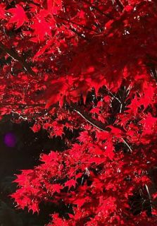 New Japanese Red Maple Tree Bloodgood 3 to 4 Feet Tall 2 Gallon Pots 