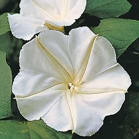 Moonflower Vine Night Bloomer Free Seeds Free SHIP on Additional Items 