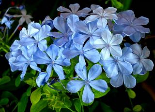 Cape Leadwort Blue Cape Plumbago Skyflower 25 Plants Sky Blue Blooms 