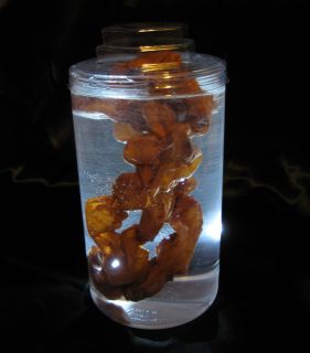 Lighted Guts Intestines Human Body Parts in Jar Oddities Halloween 