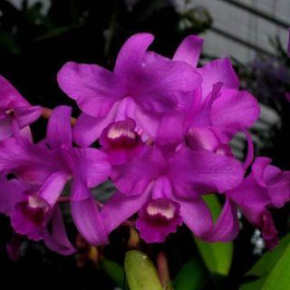 Jewell Orchids – Bin Awarded Species Cattleya Bowringiana Orchid 