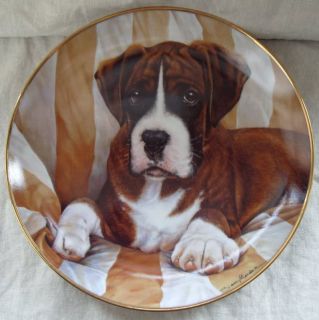 Danbury Mint Boxer Dog Plate The Look Boxed Cert