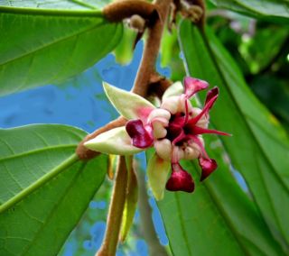 Cupuassu Theobroma Grandiflora Brazilian RARE Fruit Tree Seedling Live 
