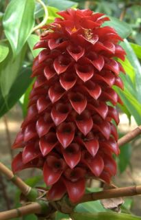 Indonesian Wax Ginger 15 Seeds Tapeinochilos ananassae RED WAX GINGER