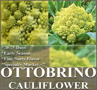 Cauliflower Seeds Romanesco Ottobrino Broccoli