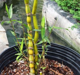 Live Buddha Belly Bambusa Ventricosa Kimmei Bamboo Potted Plant 