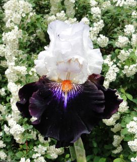    Bearded COSMIC CELEBRATION Iris FRAGRANT 09 Perennial Rhizome Bulb