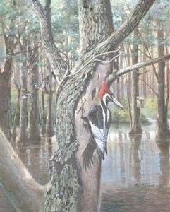 mcdonald s n woodpecker print hidden treasure