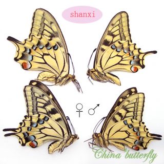 PAIR FRESH 2012 unmounted butterfly Papilionidae Papilio machaon 