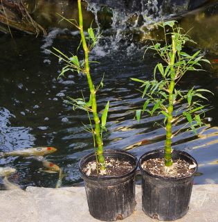 Live BUDDHA BELLY Bambusa T. Ventricosa Bamboo Potted Plant *Great For 