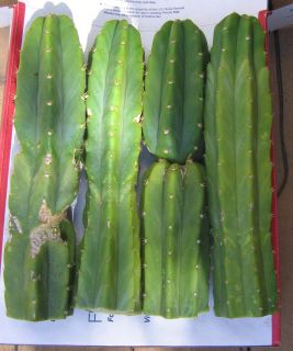 the san pedro cactus echinopsis pachanoi syn trichocereus pachanoi is 