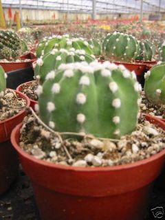 Echinopsis Subdenudata Fuzzy Cactus Plant