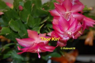 Schlumbergera Thor Kiri Christmas Cactus Plant RARE