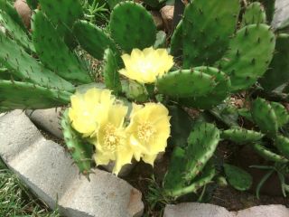 Eastern Prickly Pear Cold Cactus Opuntia Humifusa Live Plant Flowers 