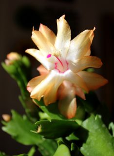 Christmas Cactus 3 cuttings Mix Color Red Peach and Yellow Beauty 