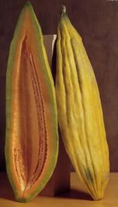 Heirloom Banana Cantaloupe Long Melon Banana Melon Cucumis Melo Seeds 