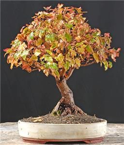 Amur Maple Tree Seed * BONSAI PLANT * Rare Acer Ginnala * GROW INDOOR 