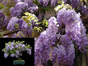 Flower Wisteria Plant Great for Bonsai Carefree