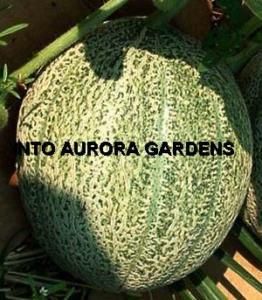 50 Cantaloupe Hales Best Jumbo Melon Heirloom Seeds