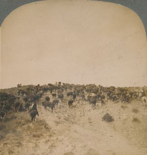 Texas SV Paloduro Ranch Cattle Roundup Keystone 1910s