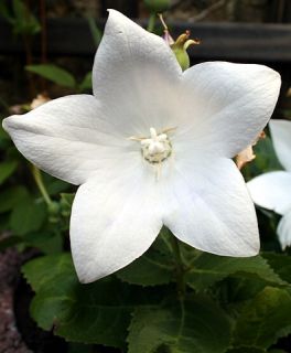 Carpathian Bell Flower White Clips 4 Plants Campanula