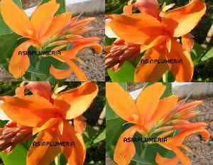Live Plants Canna Lily Orange Green Leaf Fresh Viable Free Document 