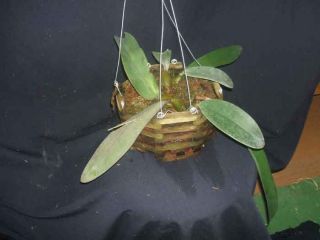 Bulbophyllum phalaenopsis Species Orchid LARGE RARE and UNUSUAL
