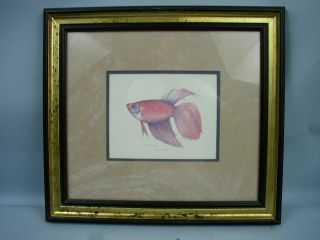   lancaster pa 17602 artist proofs framed siamese fish by jean cassady