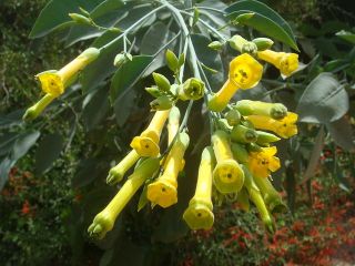 Nicotiana glauca Tree Tobacco Leaves Like A Succulent Gorgeous Flowers 