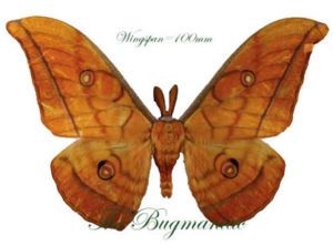 Butterflies Moths Saturnidae Antheraea Yamamai