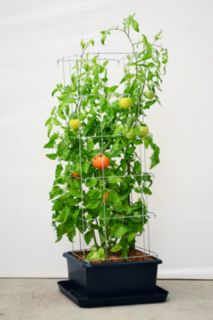 Collapsible Tomato Cage Veggie Tower 2 Pack by Natures Footprint 