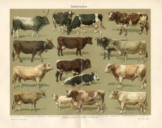 1894 Cattle Cows Bulls Antique Chromolithograph Print