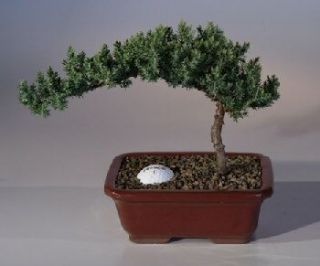 Live Juniper Bonsai Tree w Golf Ball Pot Drip Tray