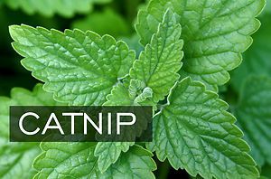 Organic Catnip Perennial Herb Fragrant Mosquito Repellent Tea Sedative 
