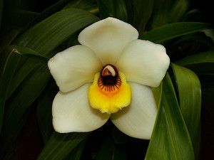 Pescatorea Cerina Fragrant Species Orchid Plant RM096