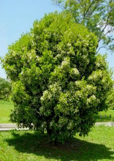   large shrub to medium tree compact tree grows to about 20 feet
