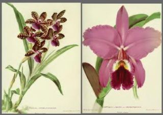 Orchids How to Cultivate Grow Harvest Beautiful Plants