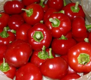 F04 200 Seeds Hot Cherry Bomb Peppers Pepper Chili Large Red Heirloom 