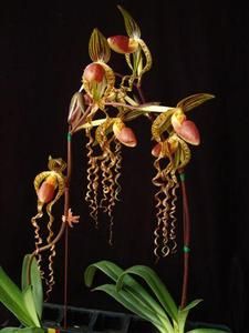 Paph Chiu Hua Dancer in Spike Multi Growth Orchid Plant