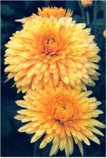 Chrysanthemum 450 Flower Seeds Buy 1 Get 1 Free