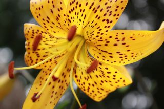 Citronella Tiger Lily   2 Bulbs   Golden Yellow