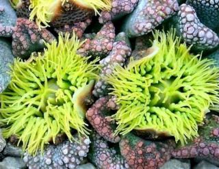Titanopsis Species Mixed s Africa Succulent 10 Seed