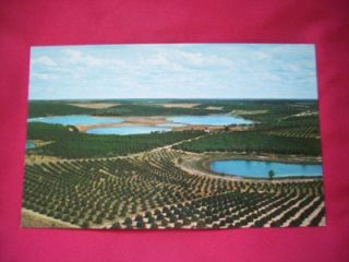 Clermont FL Lakes Orange Groves Citrus Tower Postcard