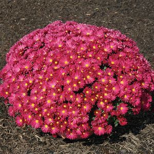 50 Yoder Mums Chrysanthemum Live Flower Plants Great for Baskets Pots