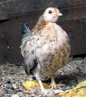 pullet hatched january 2011
