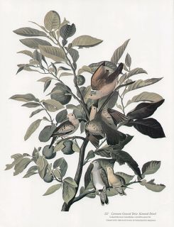 John James Audubon Folio Size Print Common Ground Dove
