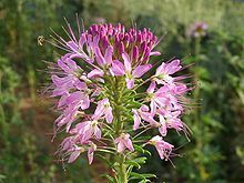 Rocky Mountain Bee Plant RARE Cleome 51 Seeds GroCo
